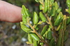 Beyeria latifolia - Photo (c) Thomas Mesaglio, some rights reserved (CC BY), uploaded by Thomas Mesaglio