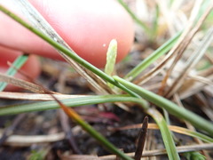 Carex saliniformis