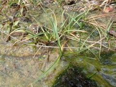 Carex saliniformis