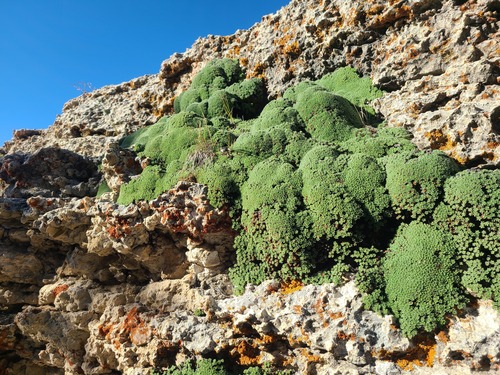 Kelseya uniflora, photograph 1
