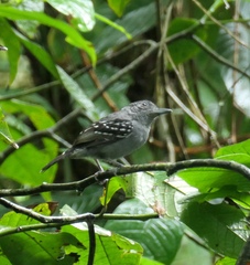 Thamnophilus atrinucha