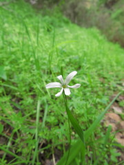 Tecophilaea violiflora