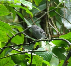 Thamnophilus atrinucha