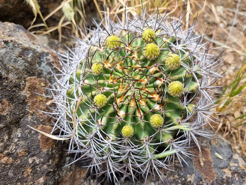 Eriosyce curvispina