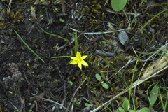 Pauridia glabella glabella