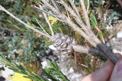Melaleuca lutea, photograph Thomas Mesaglio, CC BY, iNaturalist via GBIF