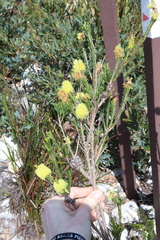Thomas Mesaglio, CC BY, iNaturalist via GBIF Melaleuca lutea, photograph Thomas Mesaglio, CC BY, iNaturalist via GBIF