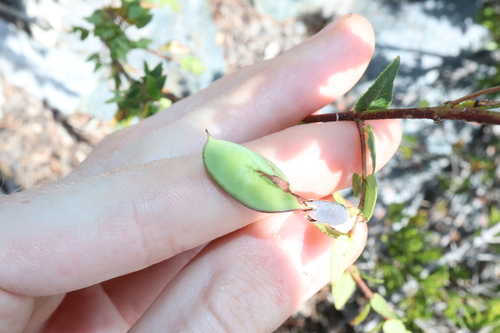 Image of Bossiaea dentata by (c) Thomas Mesaglio, some rights reserved (CC BY)