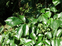 Zanthoxylum arborescens