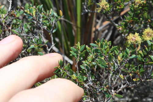 Image of Melaleuca thymoides by (c) Thomas Mesaglio, some rights reserved (CC BY)