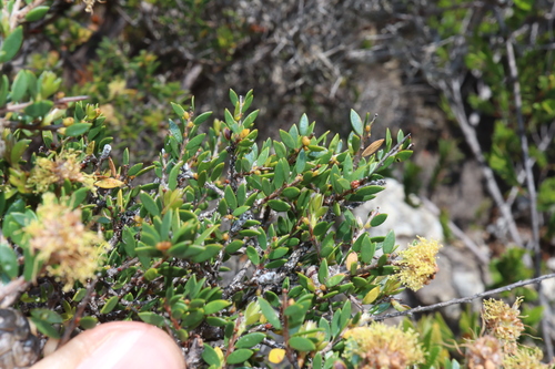 Image of Melaleuca thymoides by (c) Thomas Mesaglio, some rights reserved (CC BY)