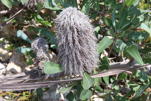 Image of Banksia oreophila by (c) Thomas Mesaglio, some rights reserved (CC BY)