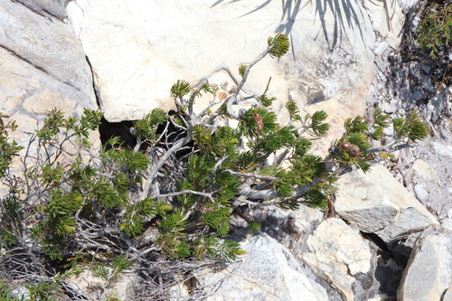 Image of Melaleuca valida by (c) Thomas Mesaglio, some rights reserved (CC BY)