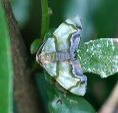 Achrosis incitata