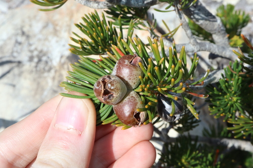 Image of Melaleuca valida by (c) Thomas Mesaglio, some rights reserved (CC BY)