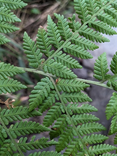 Hypolepis tenuifolia iNat (2)