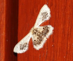 Idaea macrospila