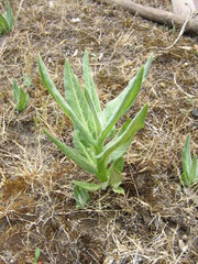 Asclepias notha