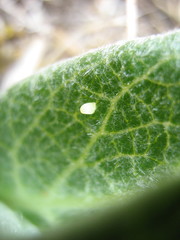 Asclepias notha