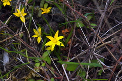 Pauridia glabella glabella