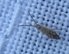 Entomobrya intermedia