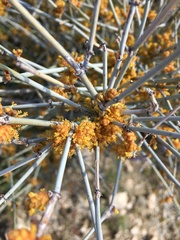Ephedra torreyana