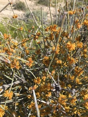 Ephedra torreyana