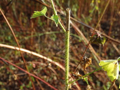 Kosteletzkya depressa