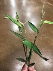 Dichanthelium ravenelii