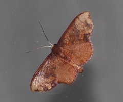 Metallaxis semipurpurascens