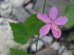 Hibiscus phoeniceus