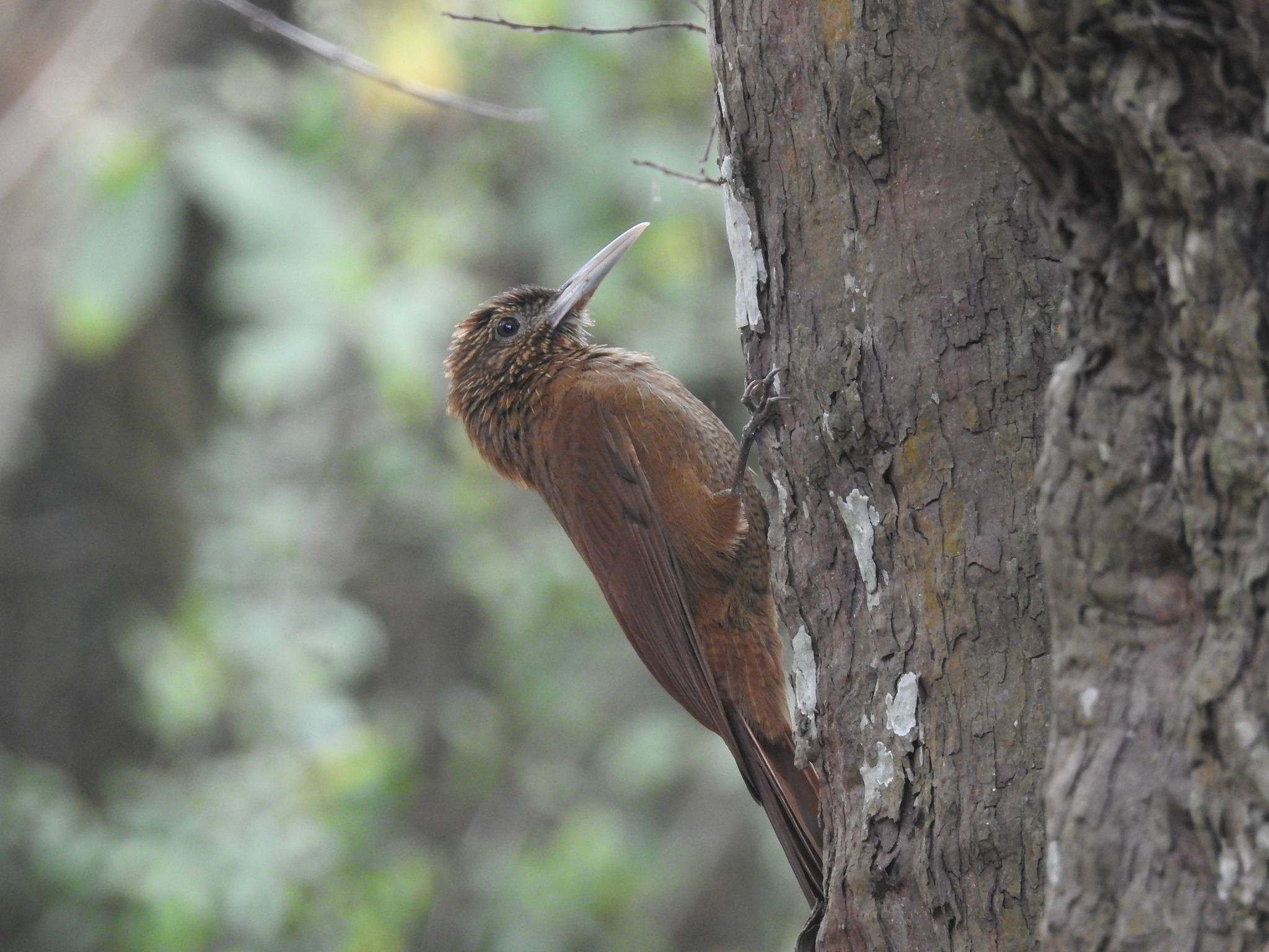 Black-banded Woodcreeper (Dendrocolaptes picumnus), photo 9