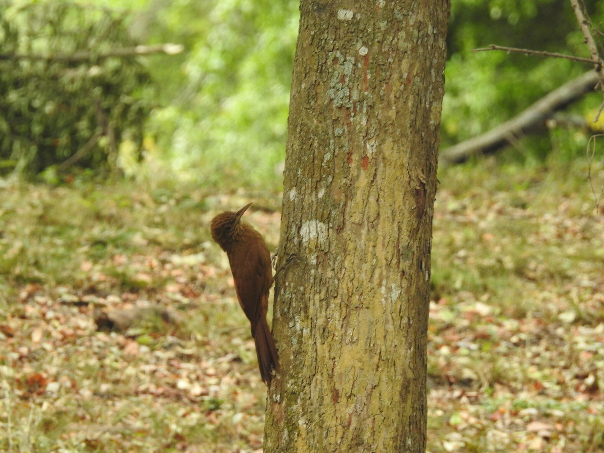 Black-banded Woodcreeper (Dendrocolaptes picumnus), photo 10