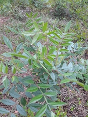 Rhus copallina image