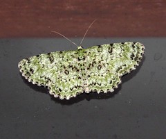Ophthalmitis herbidaria