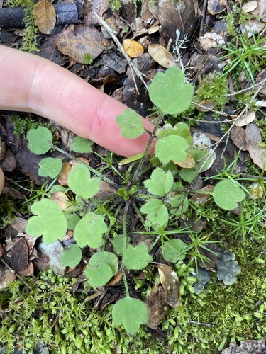 Ranunculus reflexus observed 2023-10-23