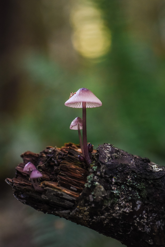 purple-edge bonnet (Mushrooms and lichens Of Montana) · iNaturalist