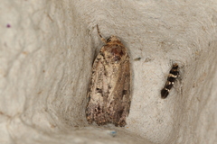 Thoracolopha