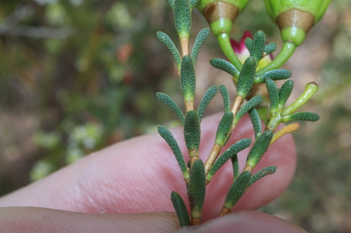 Image of Chamelaucium megalopetalum by (c) Thomas Mesaglio, some rights reserved (CC BY)