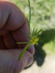Tropidocarpum gracile