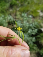 Tropidocarpum gracile