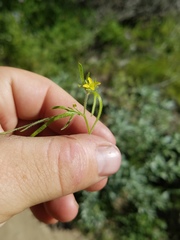 Tropidocarpum gracile