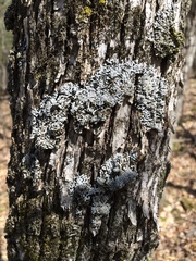 Physconia subpallida