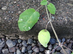 Funastrum pannosum