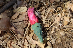 Opuntia auberi