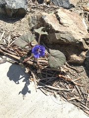 Phacelia campanularia