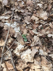 Cardamine douglassii