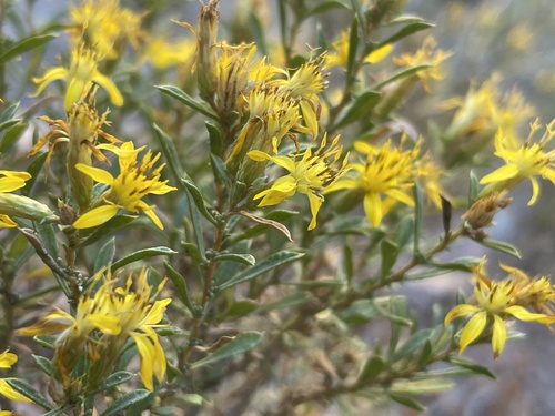 Greenwood's goldenbush (Ericameria lignumviridis)