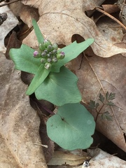 Cardamine douglassii