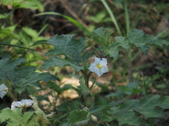 Solanum campechiense